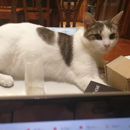Ash DSH lost 23 april